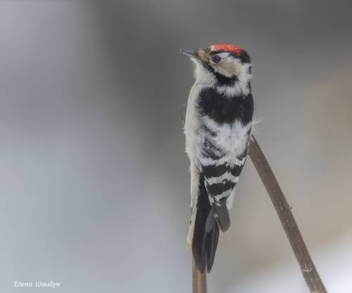 Lesser spotted woodpecker