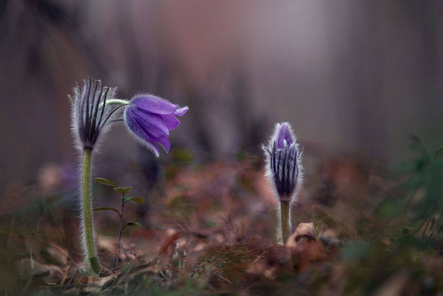 , Елена Зимацкая