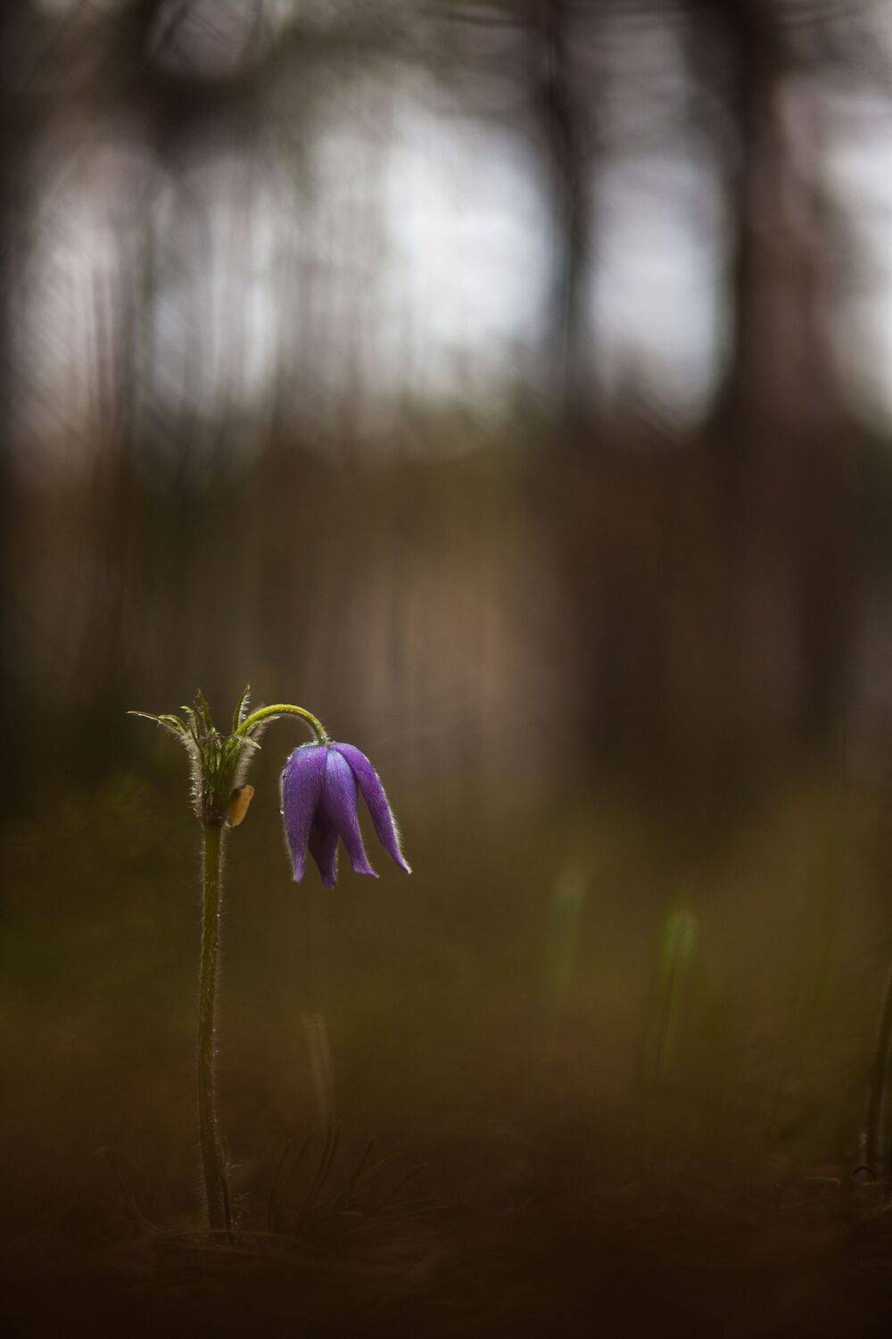 , Викулов Николай