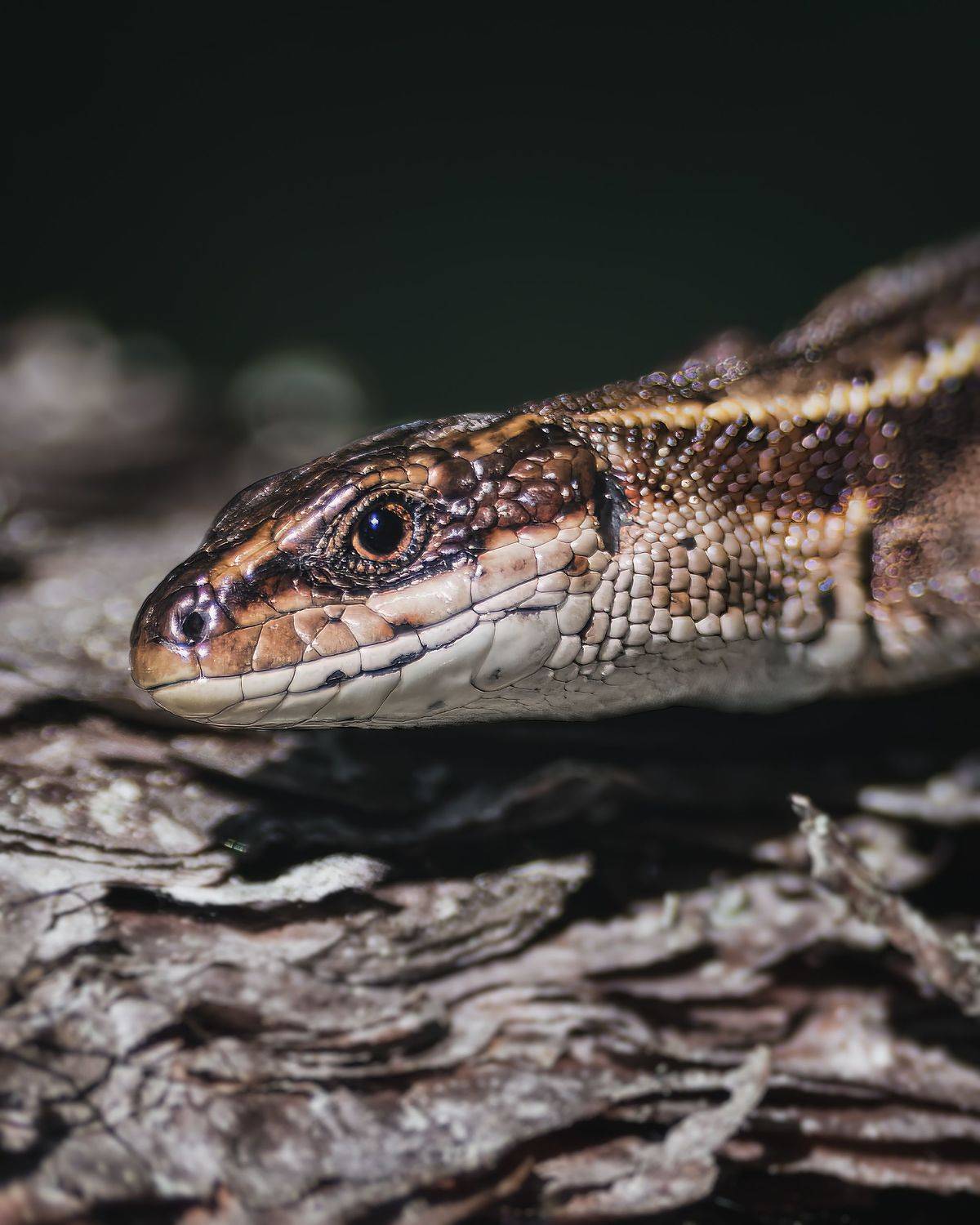 , Поляков Михаил