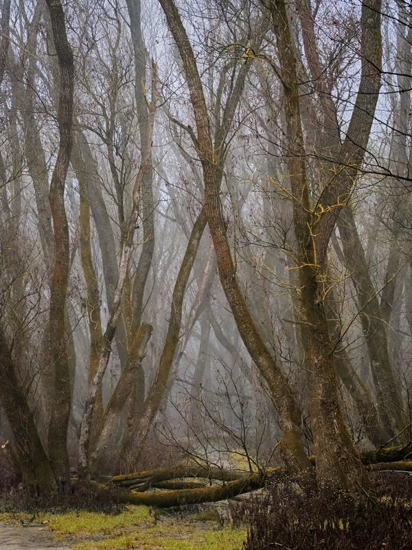 Misty forest 7 фото превью