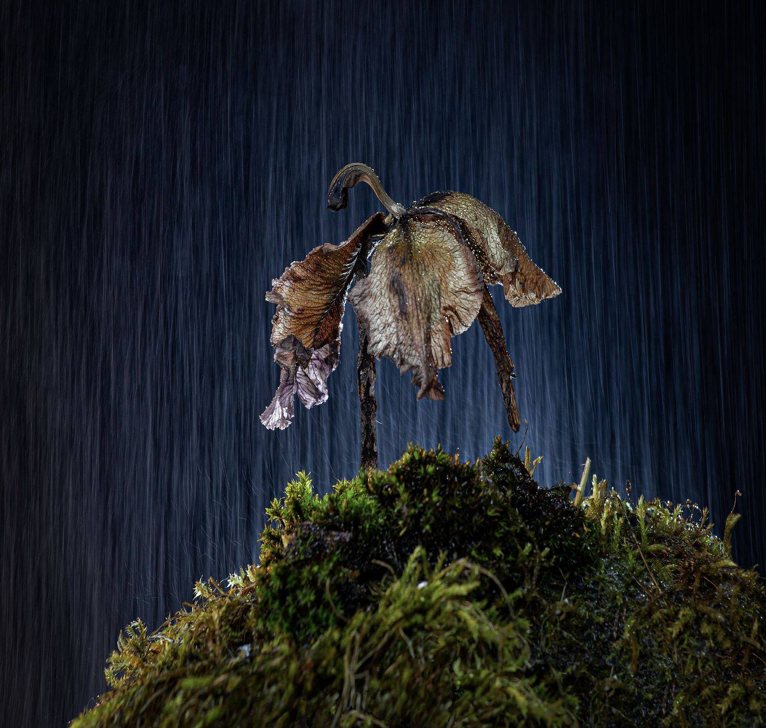 , Черновол Валентин