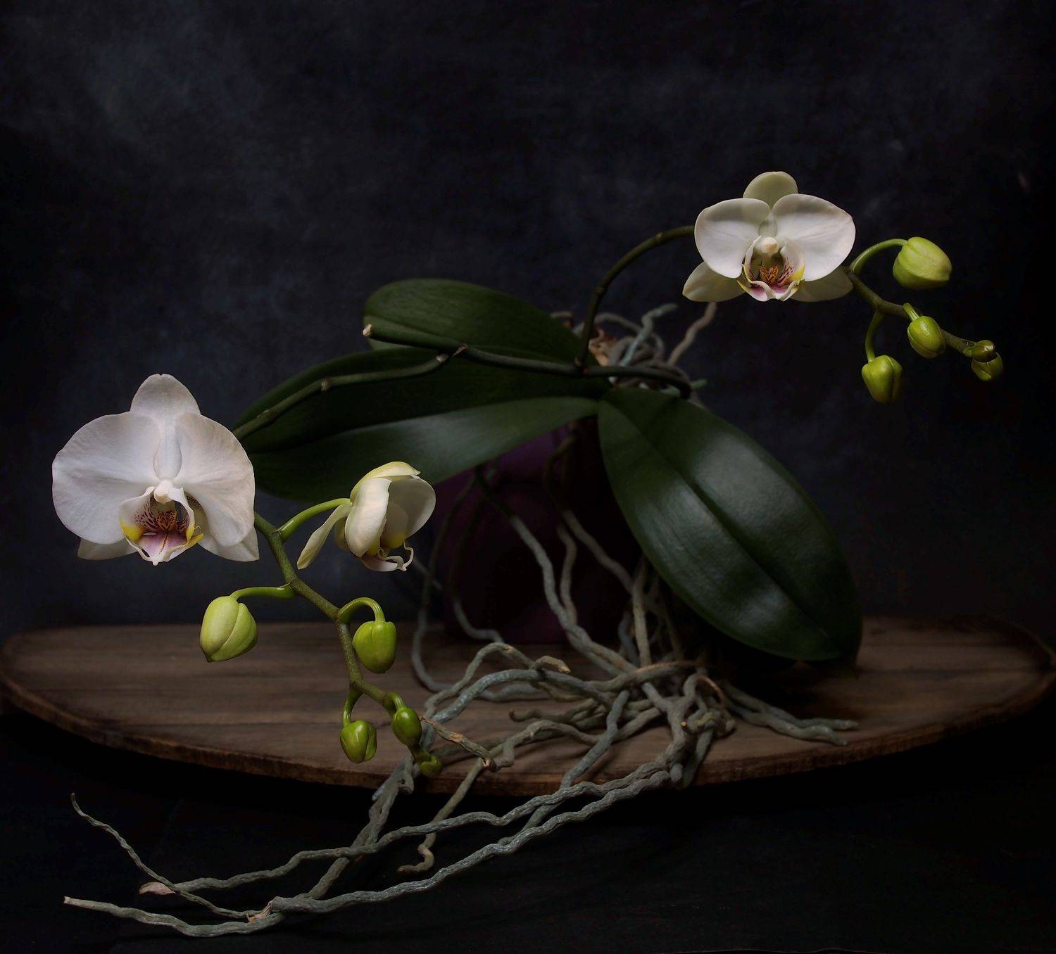 , Димитър Стоянов