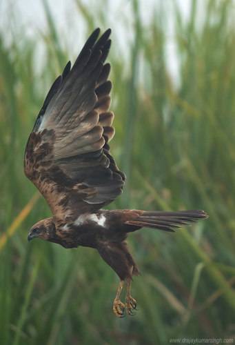 Marsh harrier