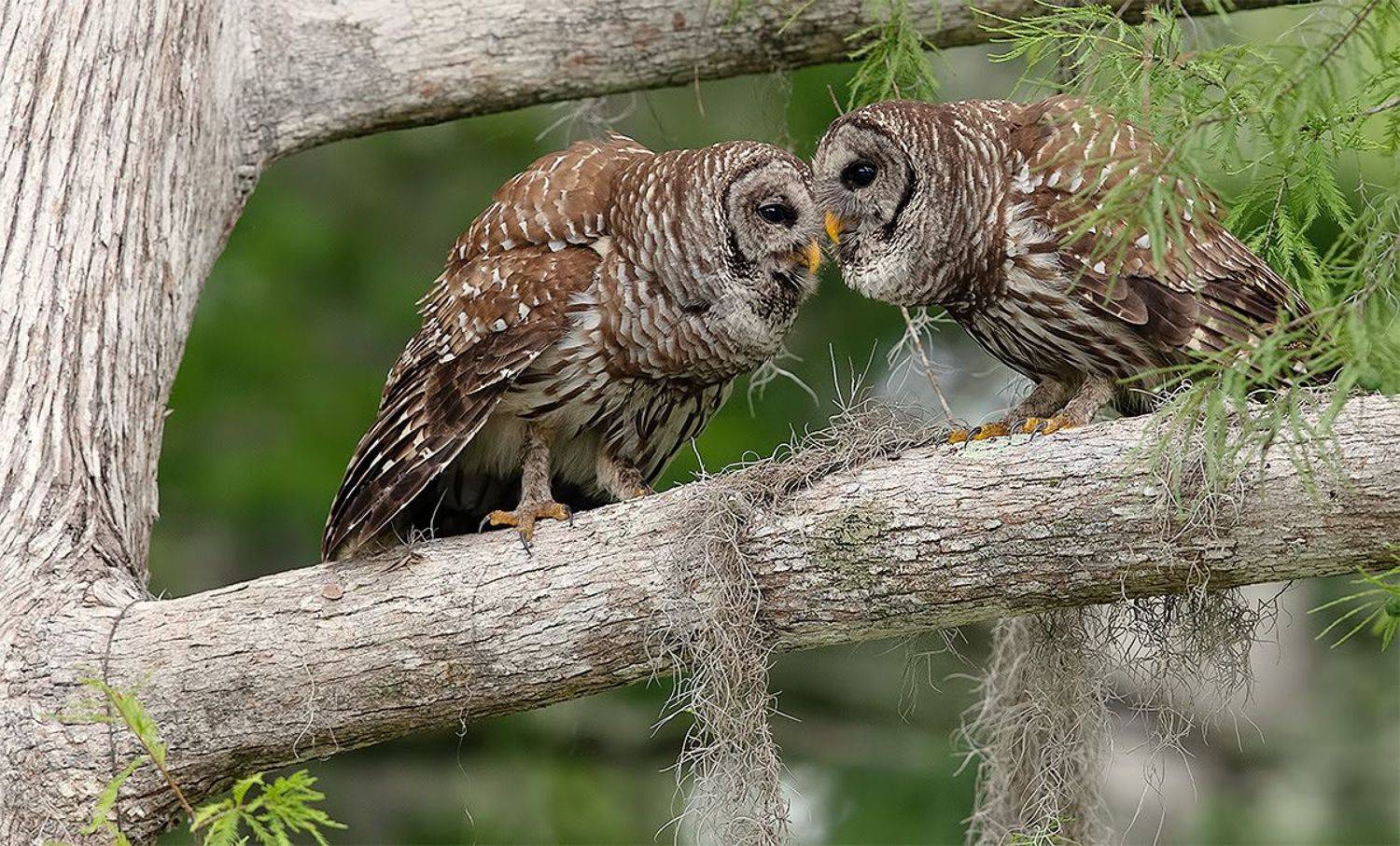 пёстрая неясыть, cова, owl, florida,флорида, хищные птицы, barred owl, Etkind Elizabeth