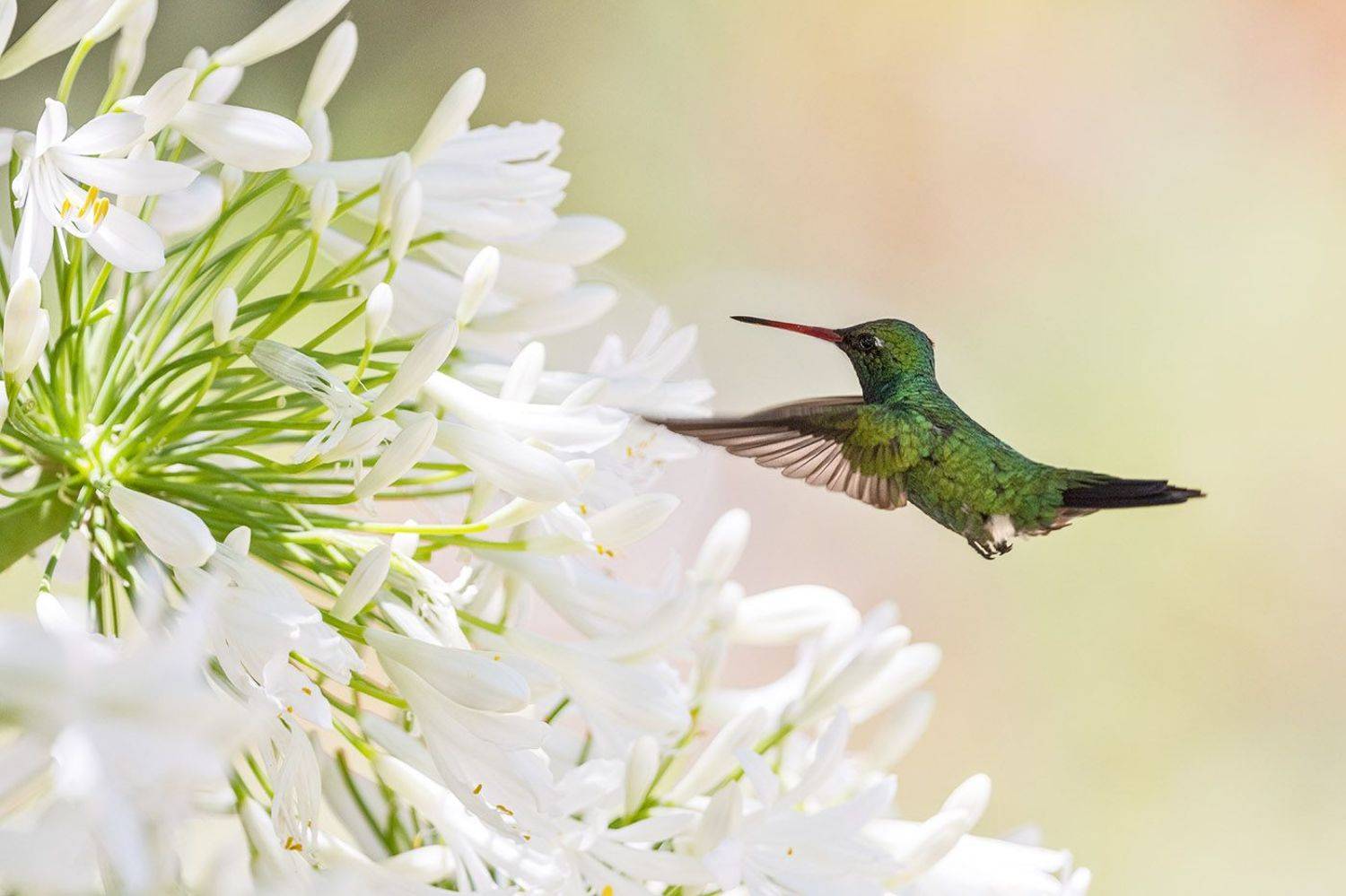 птицы, уругвай, Елена Давыдова