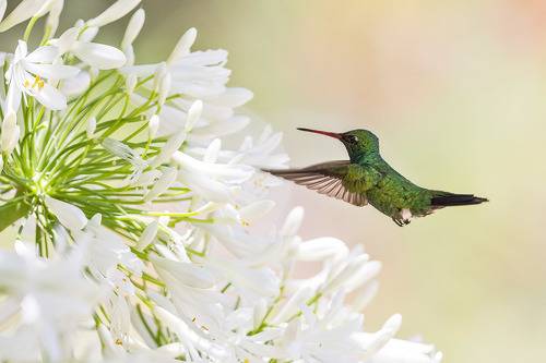 Колибри и агапантус