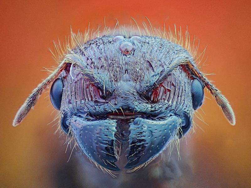 Ant фото превью