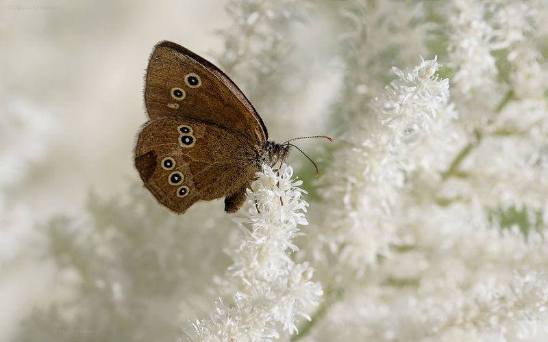 бабочка, макро, macro, бархатница Bounty фото превью