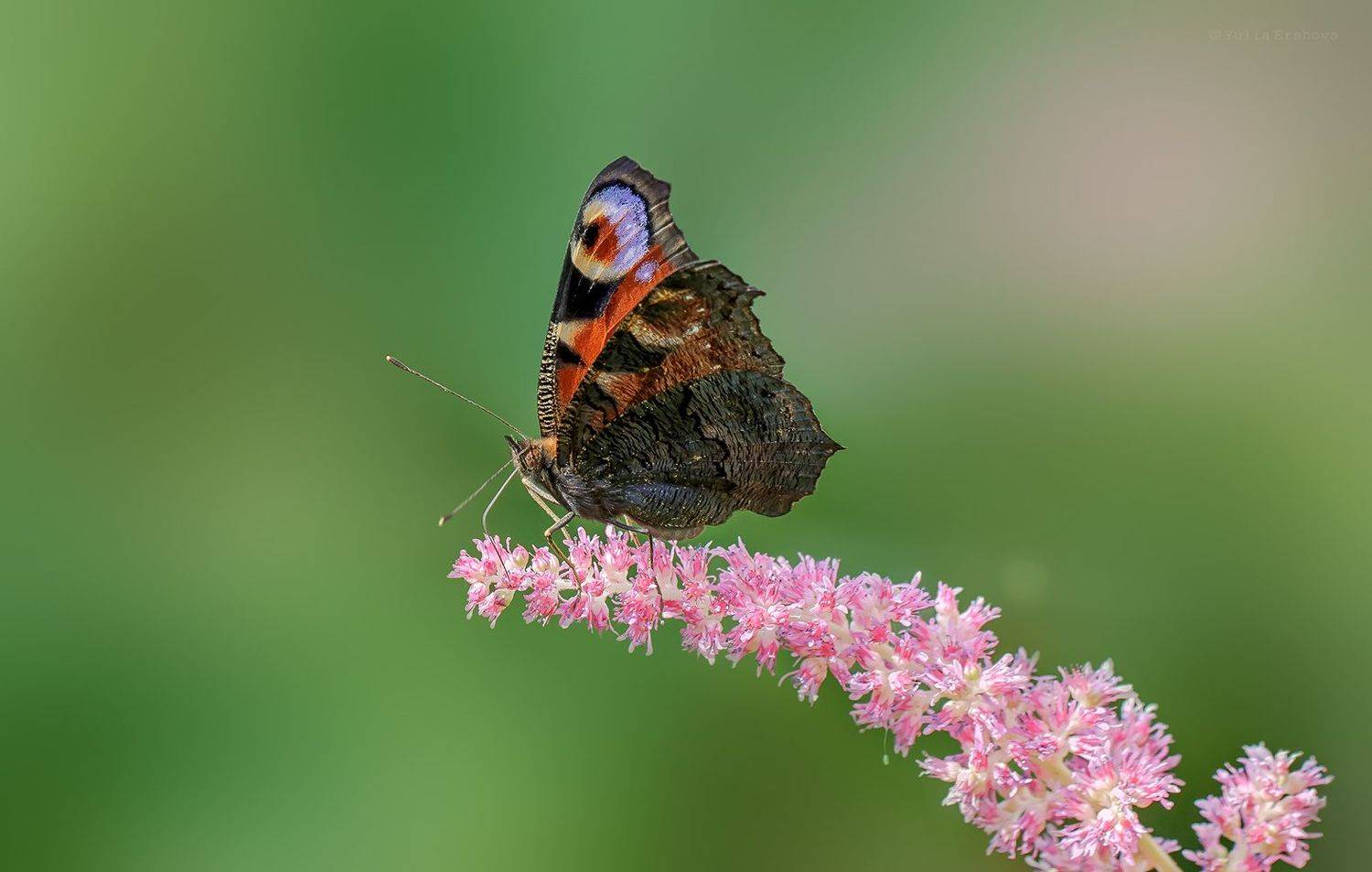 павлиний глаз, бабочка, макро, macro, Ершова Юлия