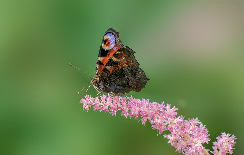 павлиний глаз, бабочка, макро, macro Павлиний глаз фото превью