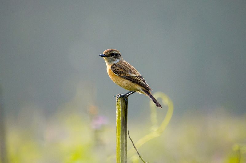 European stonechat фото превью