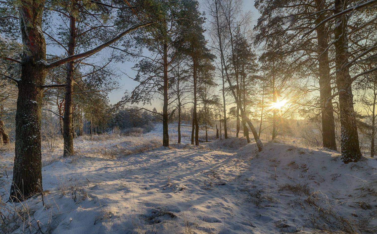 лес, зима, солнце, сосны, Сергей Аникин