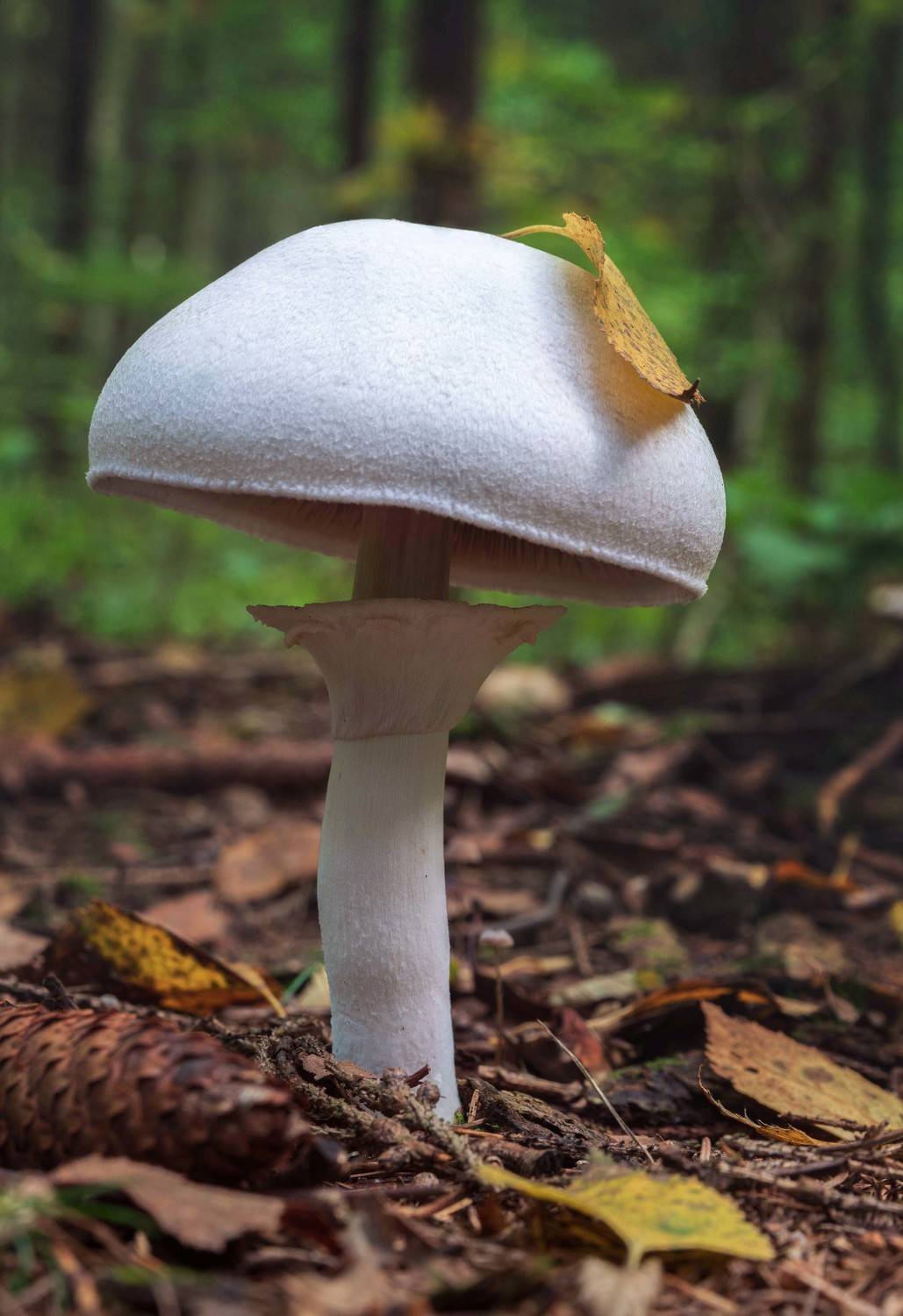 , Юрьев Борис