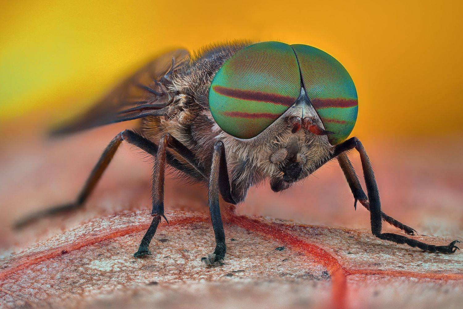 ceclii, macro, Ganev Tsvetan