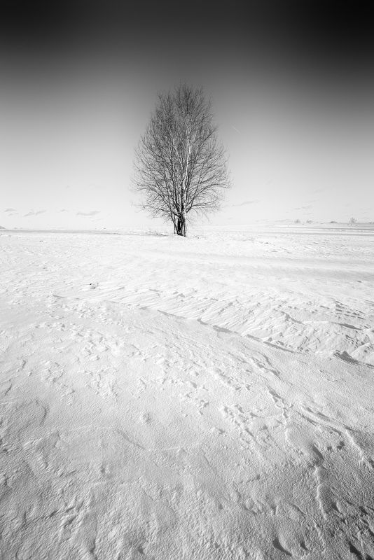 чб, пейзаж, деревья  фото превью