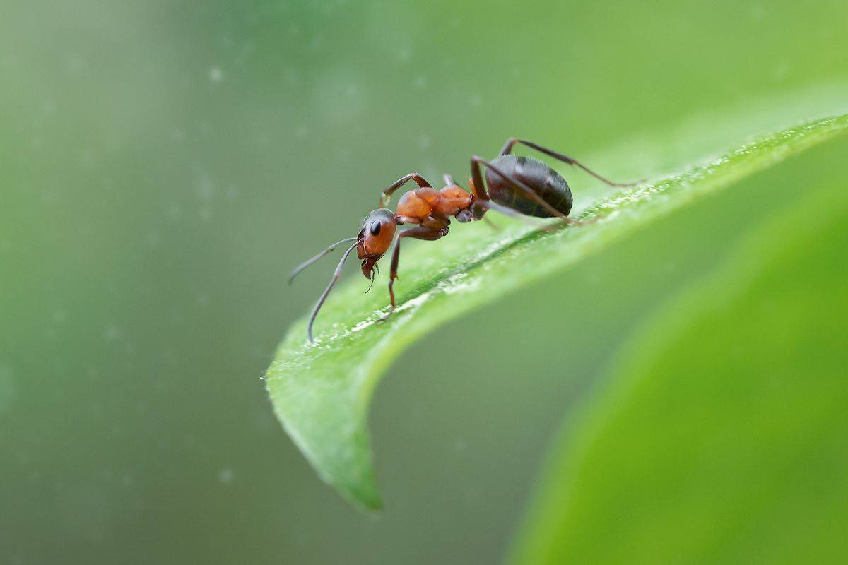 макро, лес, муравей, макрофотография, макромир, волшебное макро, macro, forest, ant, macro photography, macro world, magical macro, Хилько Марина