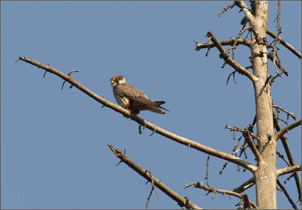 москва, лето, парк, птица, чеглок, АНАТОЛИЙ ДОВЫДЕНКО