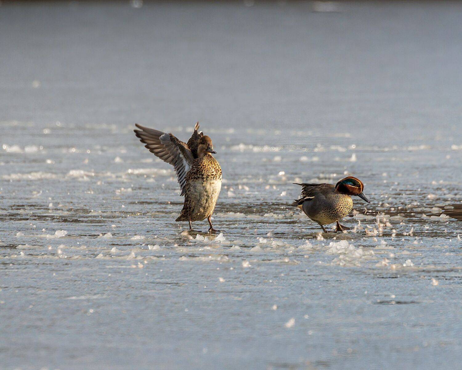 чирки-свистунки, Алексей Рыльский