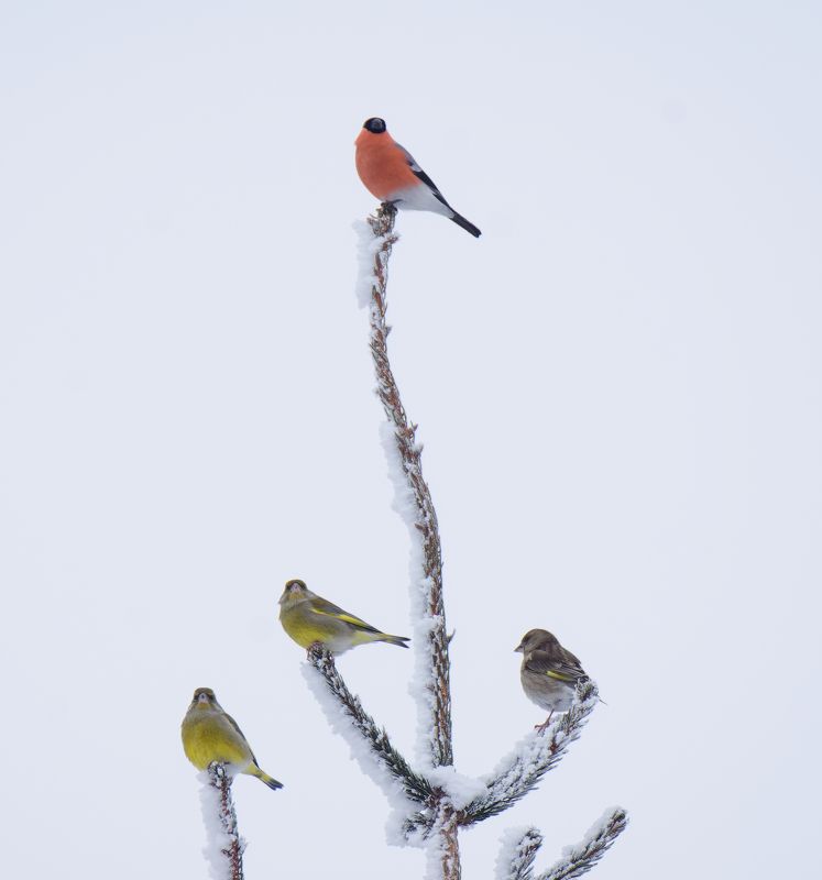 снегирь, зеленушка, птицы, вьюрковые, природа, фотоохота, bullfinch, greenfinch, birds, nature Снегирь и три зеленушки фото превью