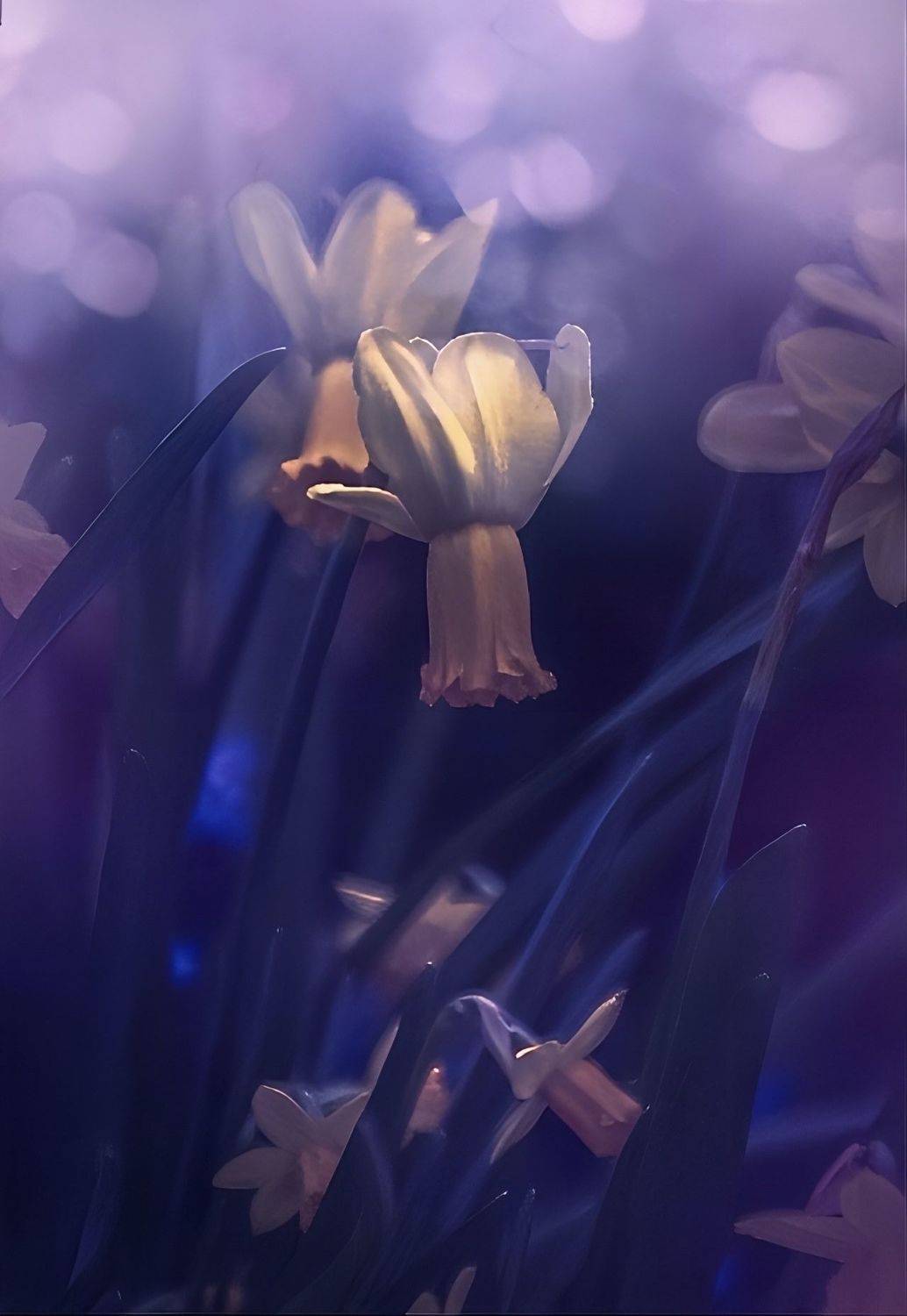 макро, macro, цветы, flower, нарцисс, narcissus, весна, spring, Julia Kaissa