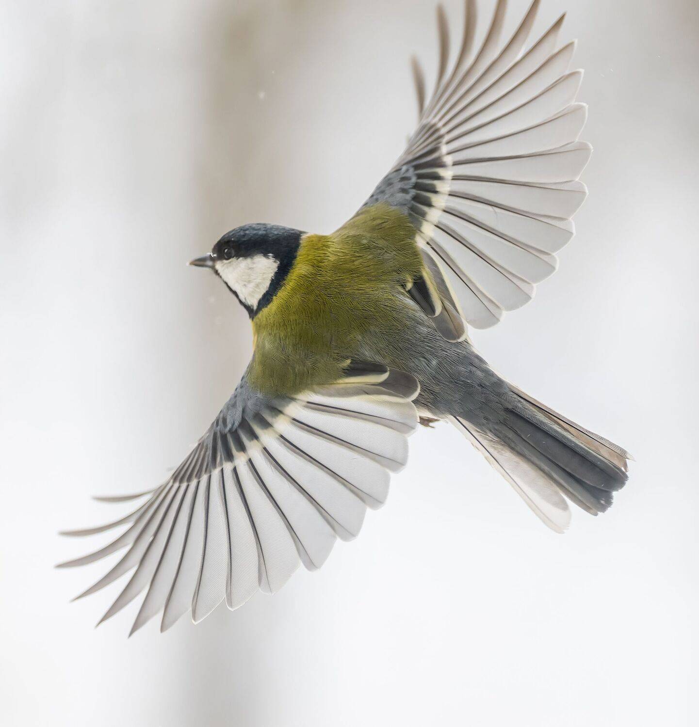 , Дэм Константин