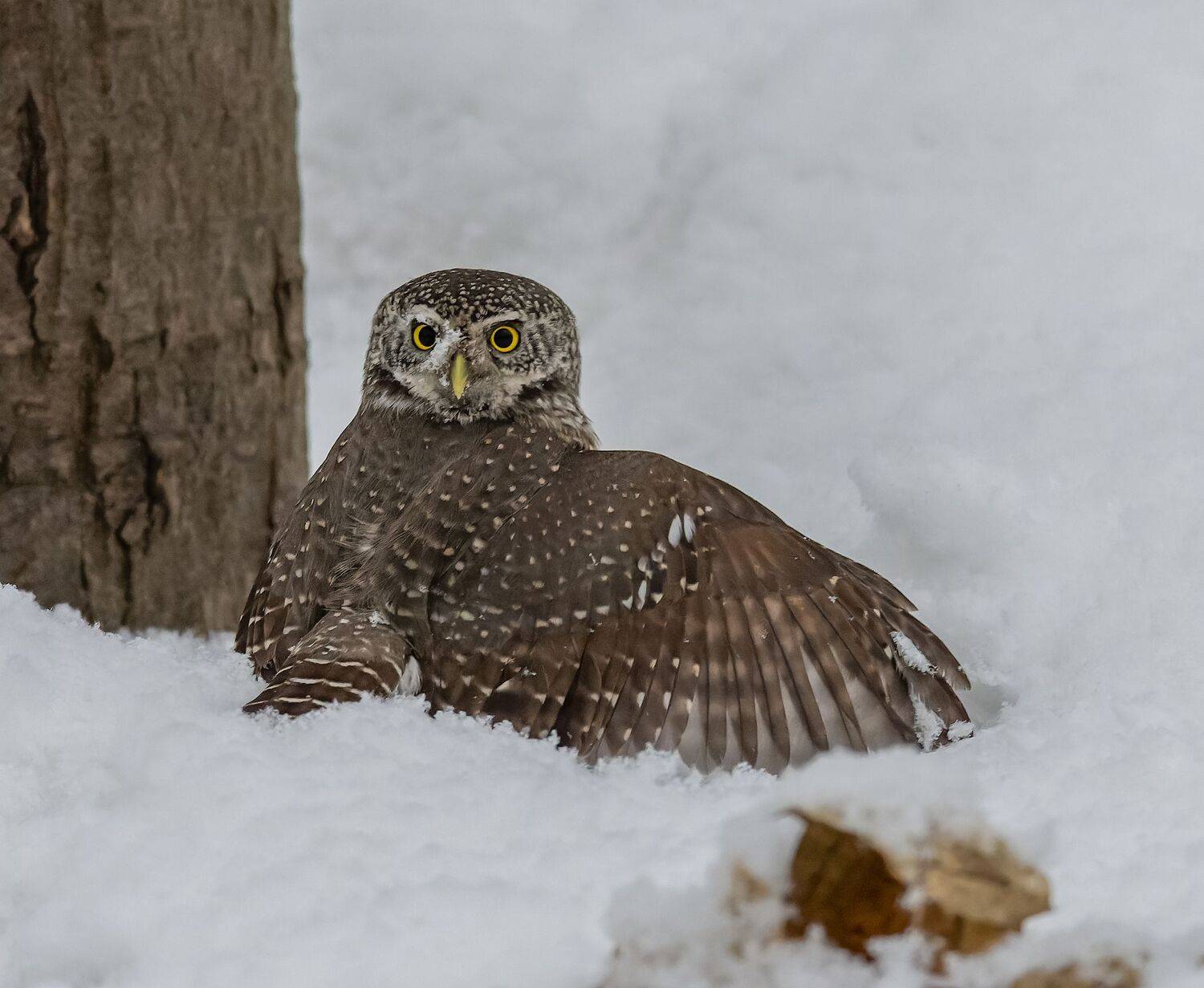 , Дэм Константин