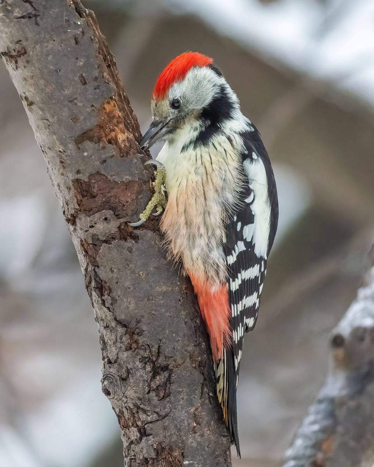 , Дэм Константин