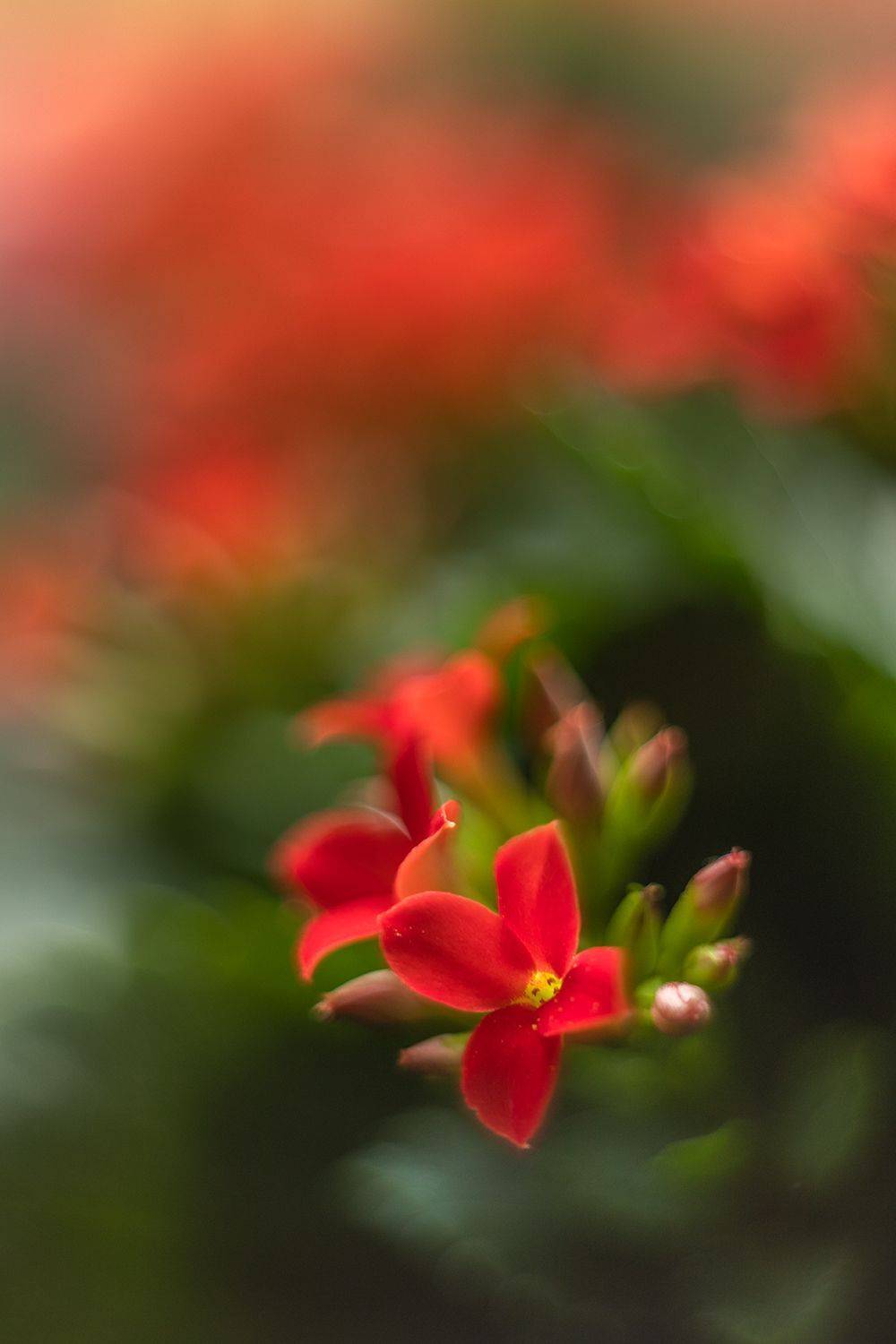 , Андреев Николай