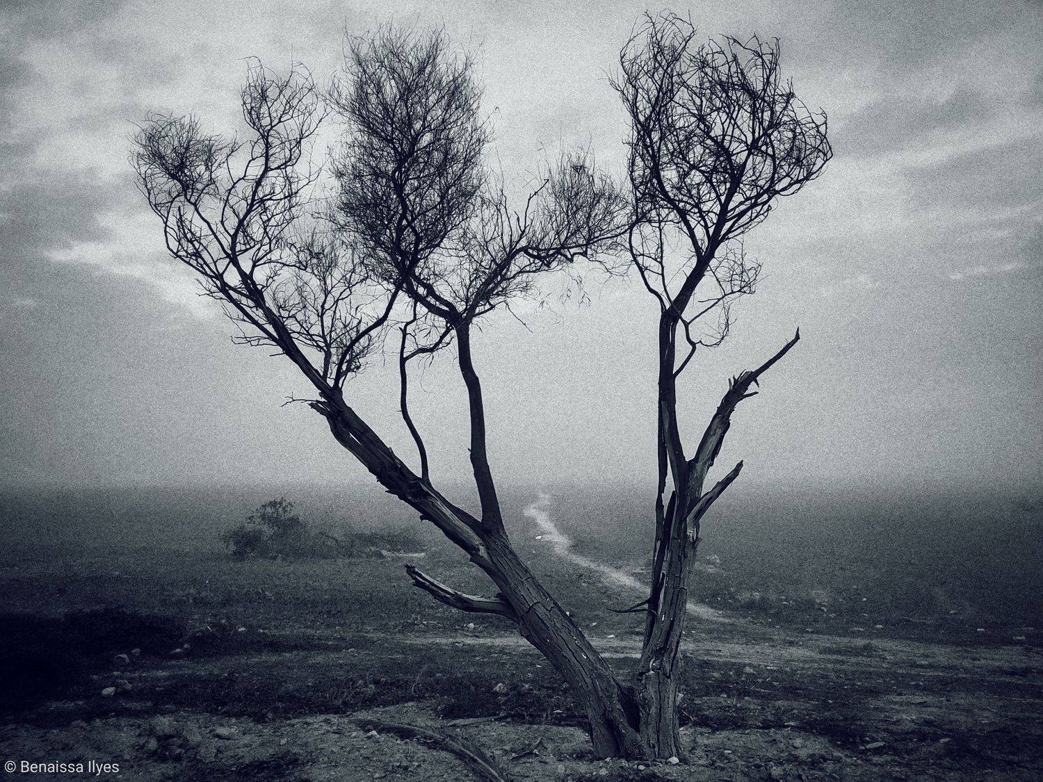 black and white, bnw, monochrome, art, nature, landascape, mood, tree, fog, outdoor, algeria, photography, noir et blanc, moody, atmosph&egrave;re,, Ilyes Benaissa