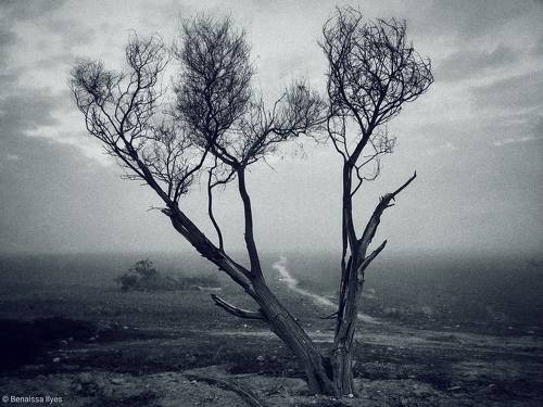 Sad nature