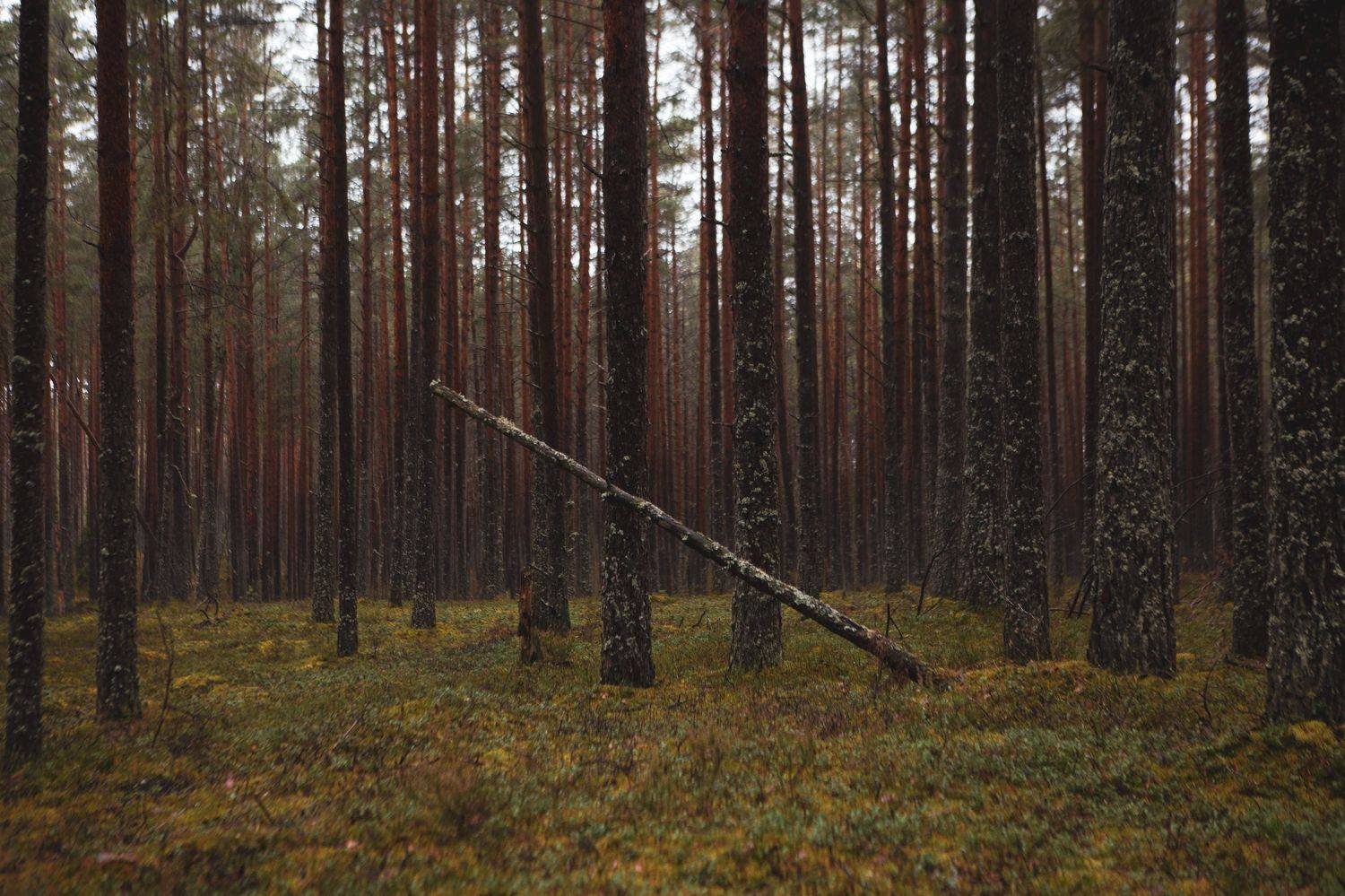 , Ольга Юсупова