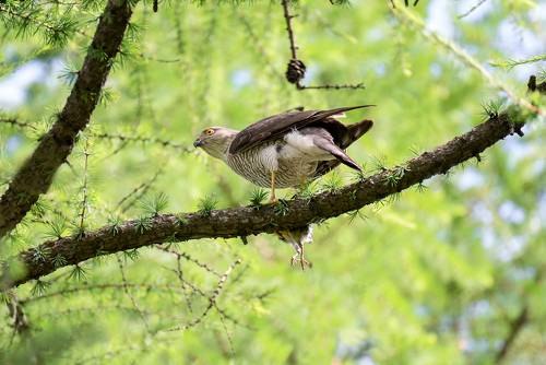 ястребы с добычей.. (ракурс)