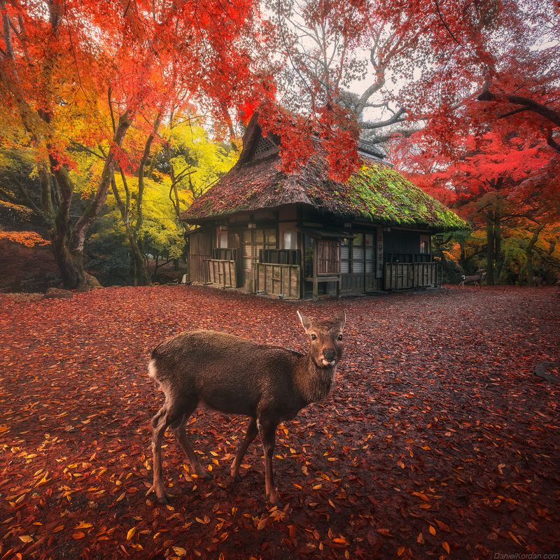 In Japan