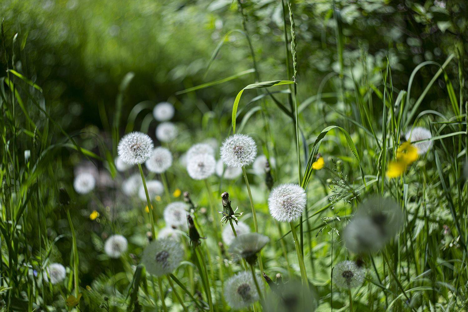 одуванчики, лето,гелиос, Наталия Колтакова