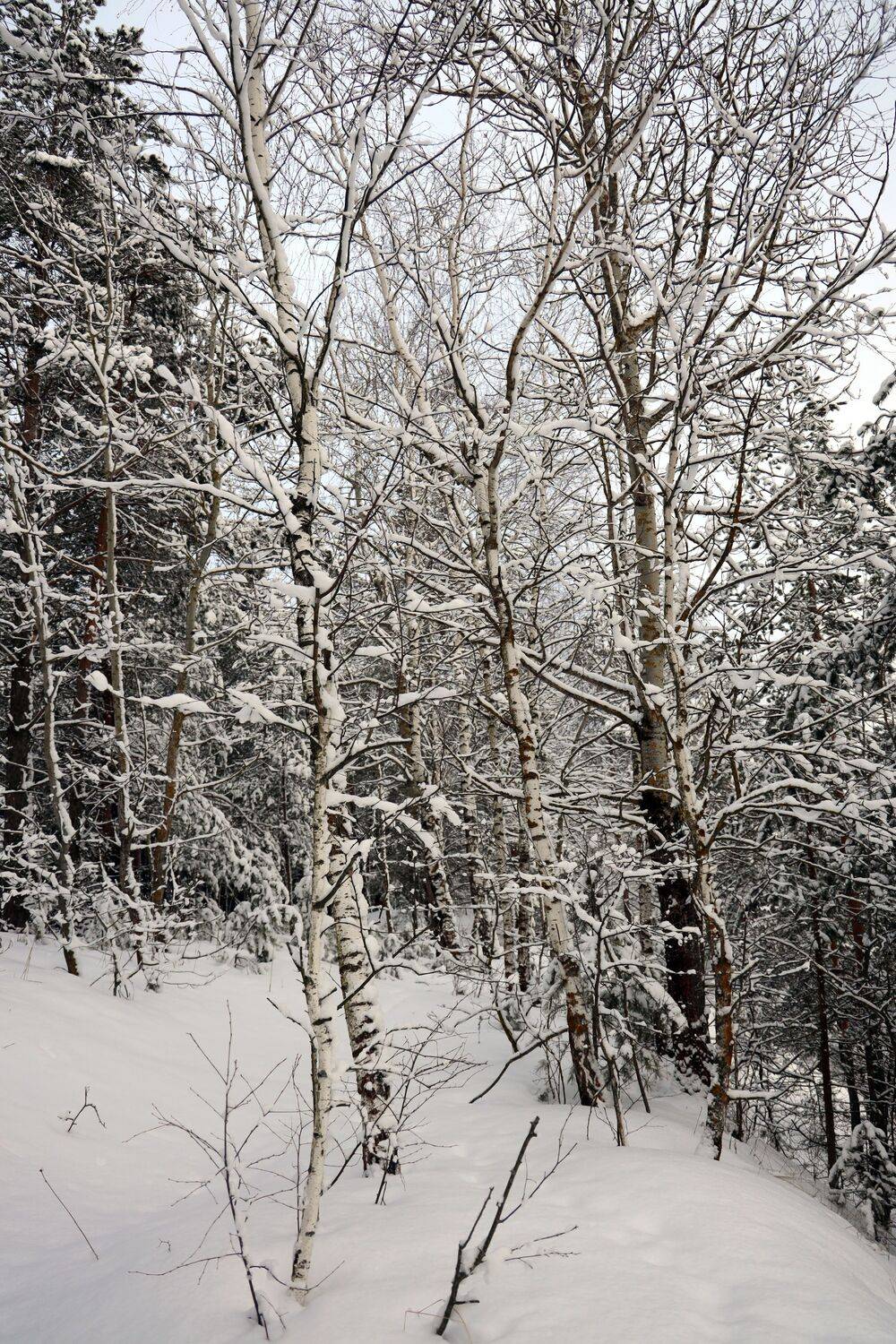 березы зима снег февраль, Колосова Елена