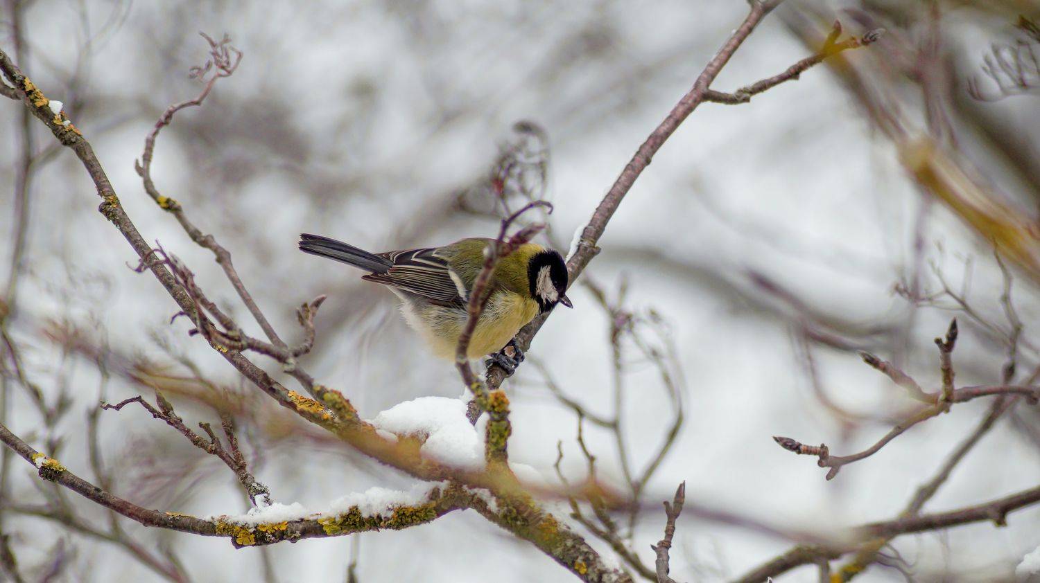 , Светлана Сушкевич