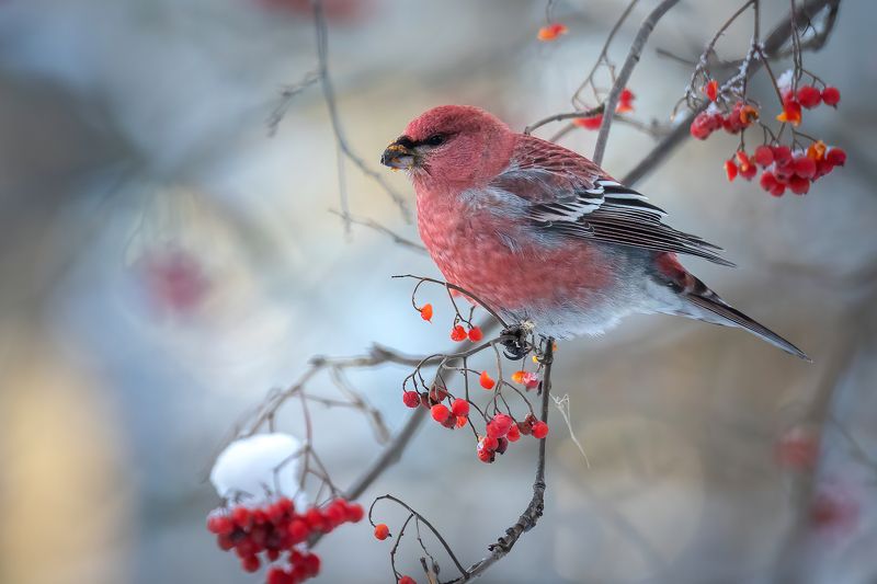 Щур фото превью