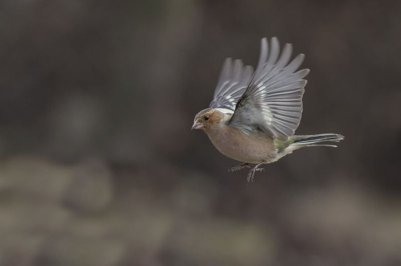 Зяблик фото превью