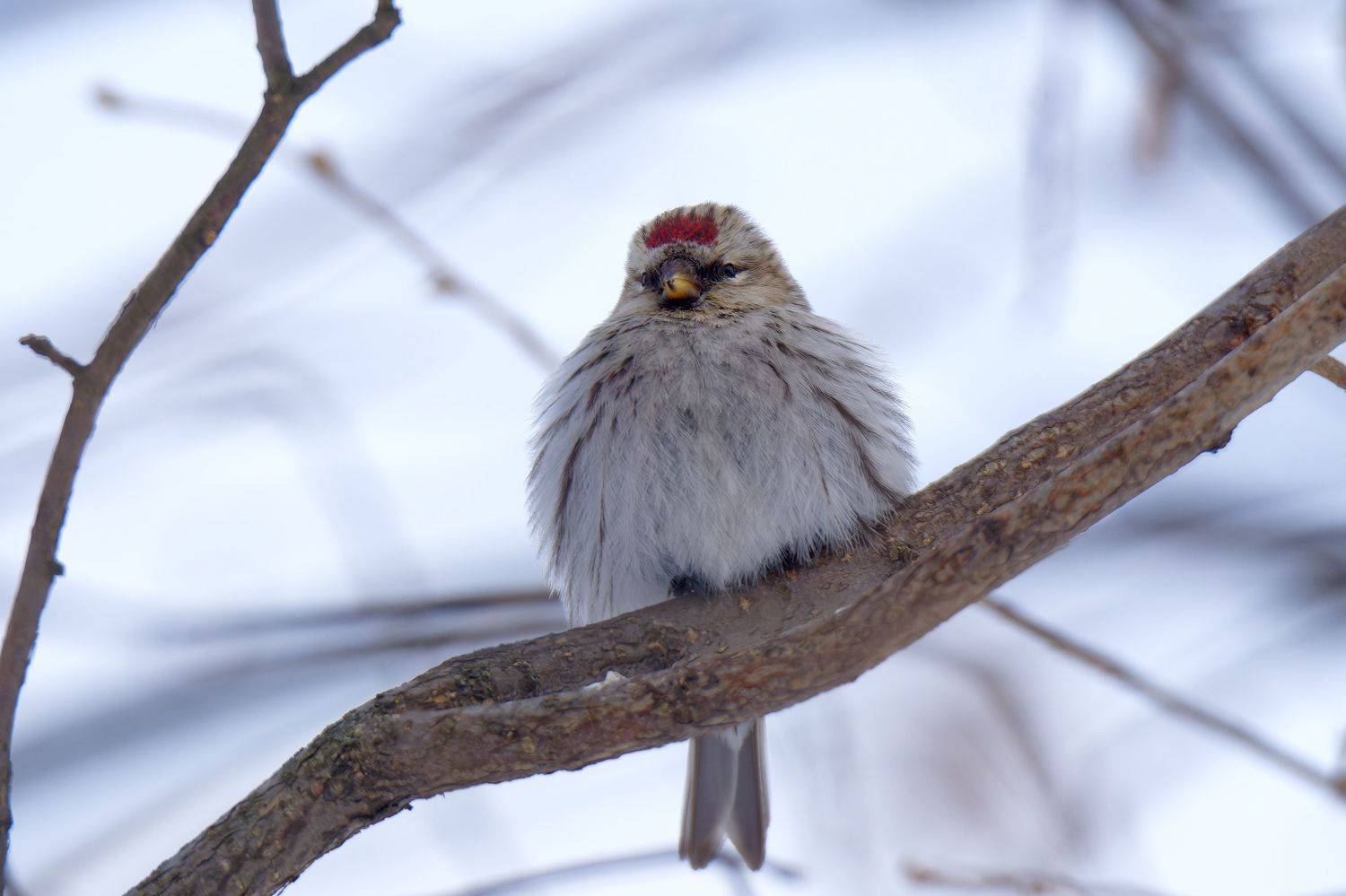 , Пётр Калачев