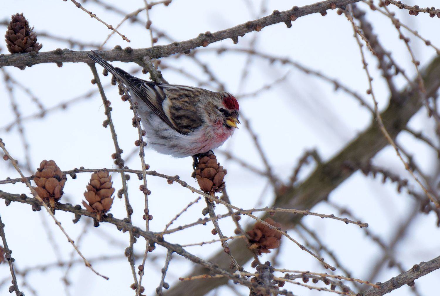 , Пётр Калачев