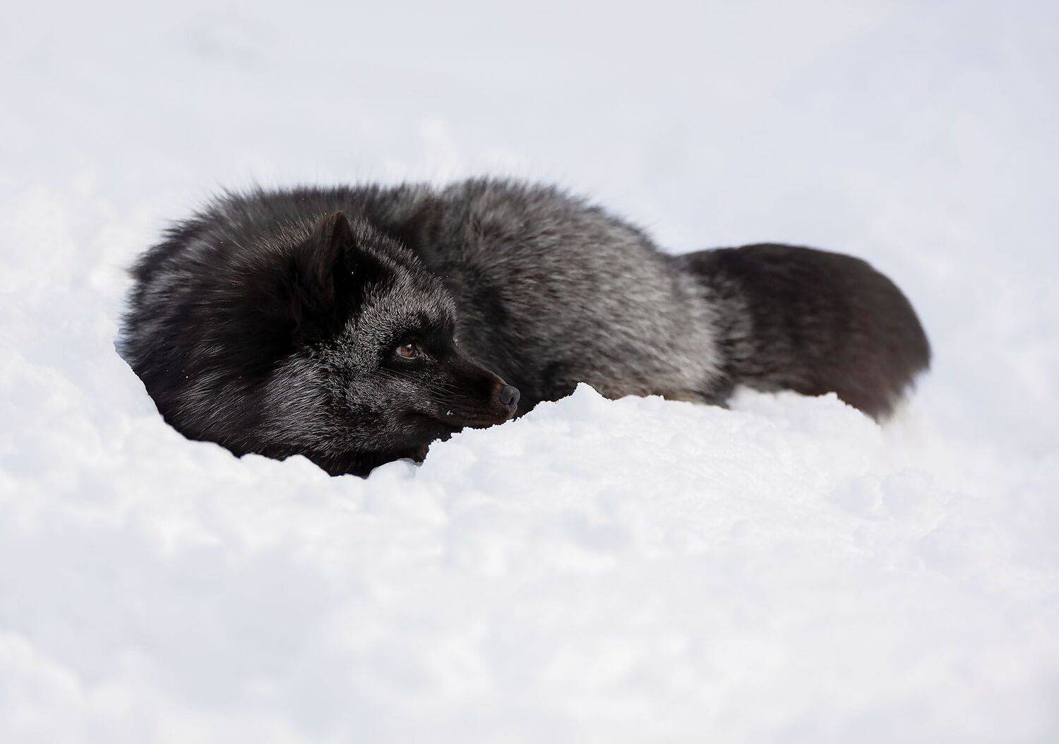лиса, чернобурая, красотка, зима, лес, природа,fox, beautiful, winter, nature, Стукалова Юлия