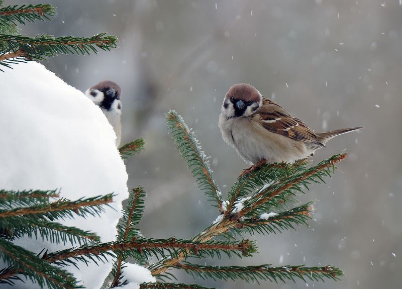 Любопытные воробьи фото превью