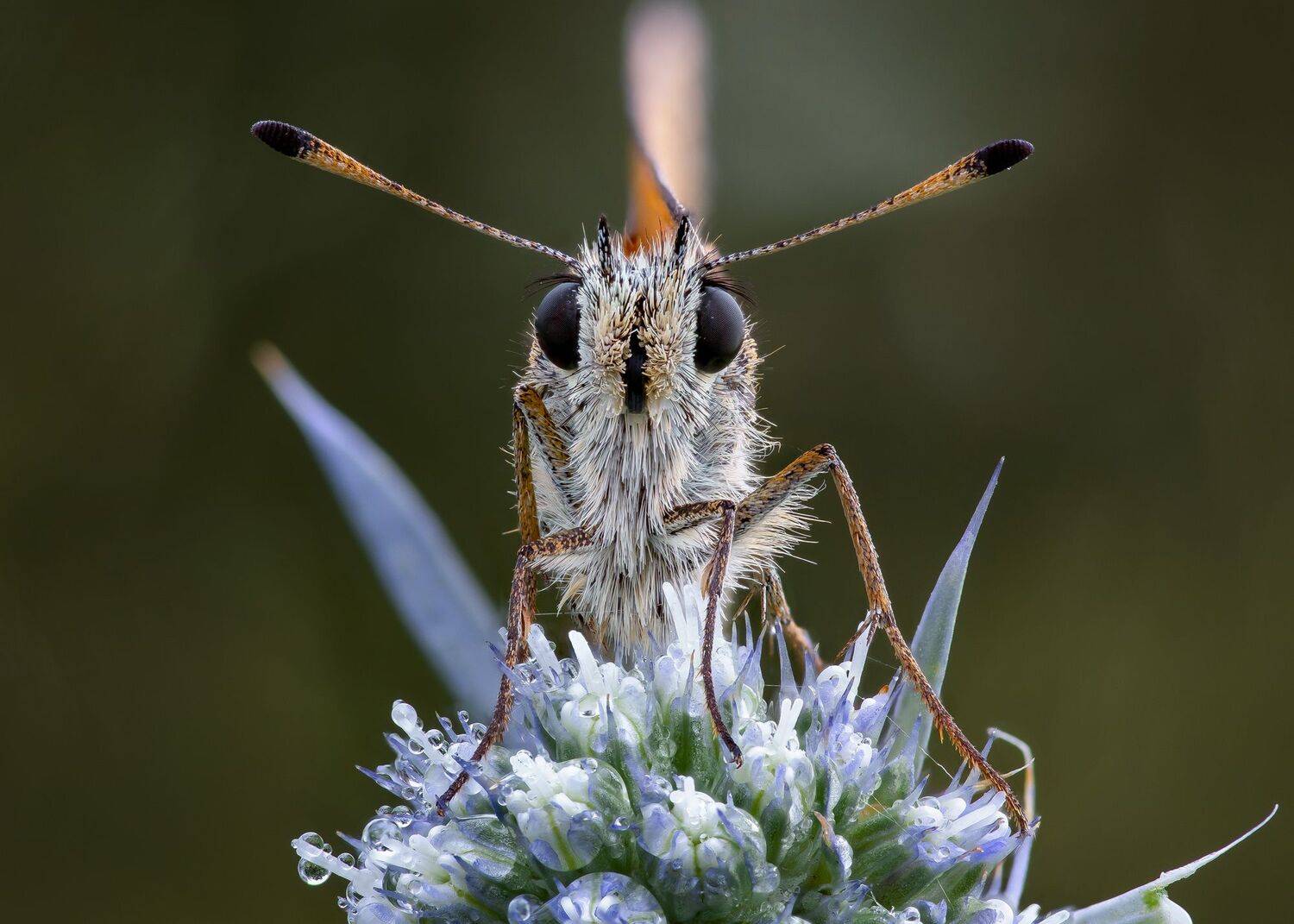 , Кузнецов Дмитрий
