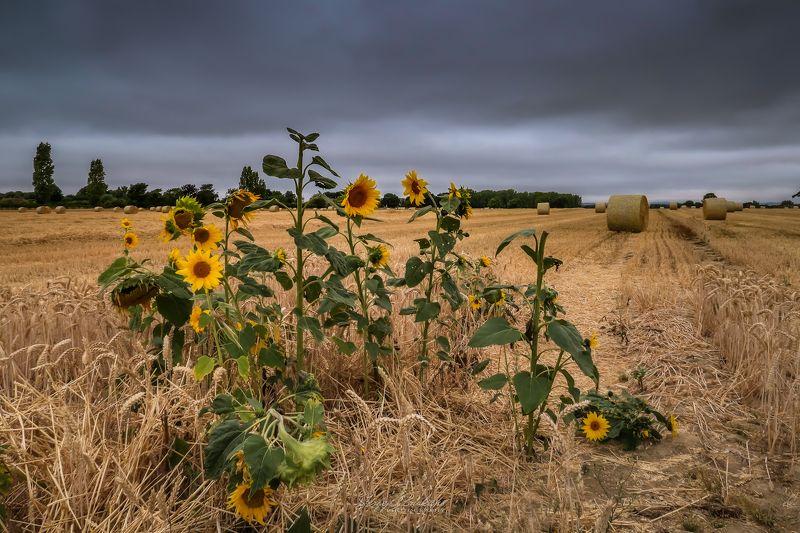 #haylingisland #wheatfield #wheat #sunflower #fall #summer #nature Hayling Island фото превью