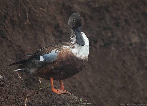 Northern shoveler