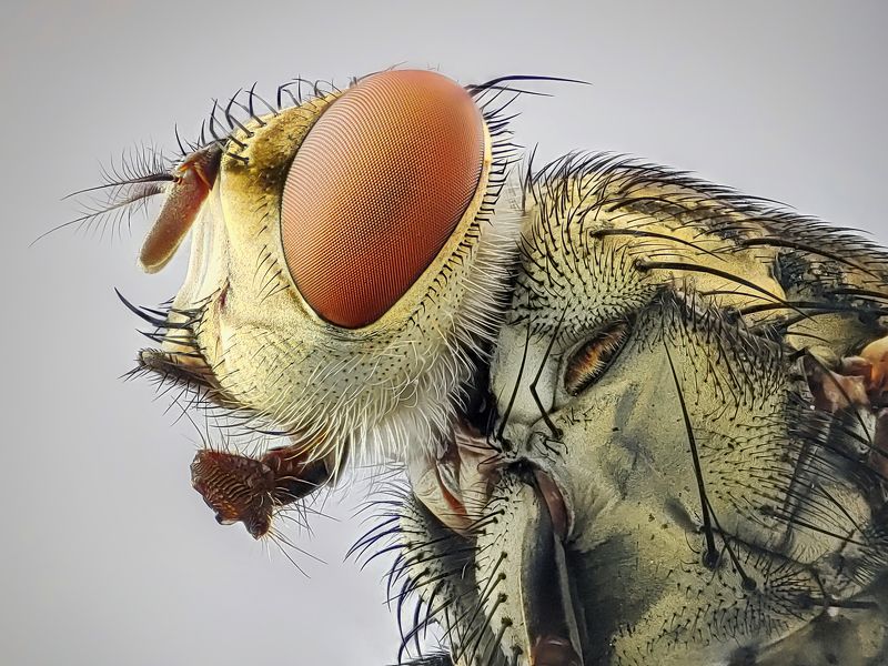 Fly фото превью