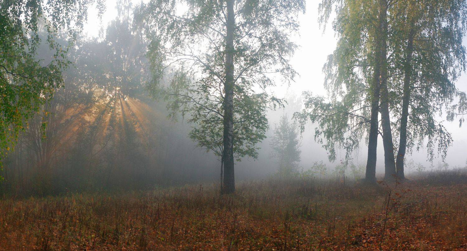 лес , утро , восход, Александр Свистков