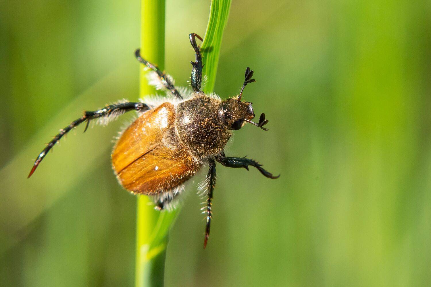volgograd, russia, wildlife, Anisoplia austriaca, , Сторчилов Павел