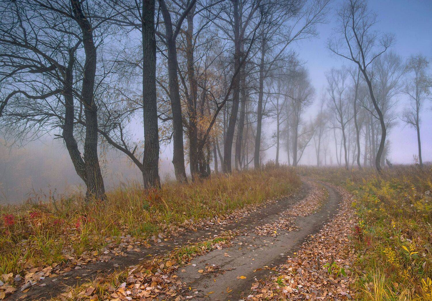 сибирь, осень, дорога, туман, желтый, листья, Чичкин Валерий